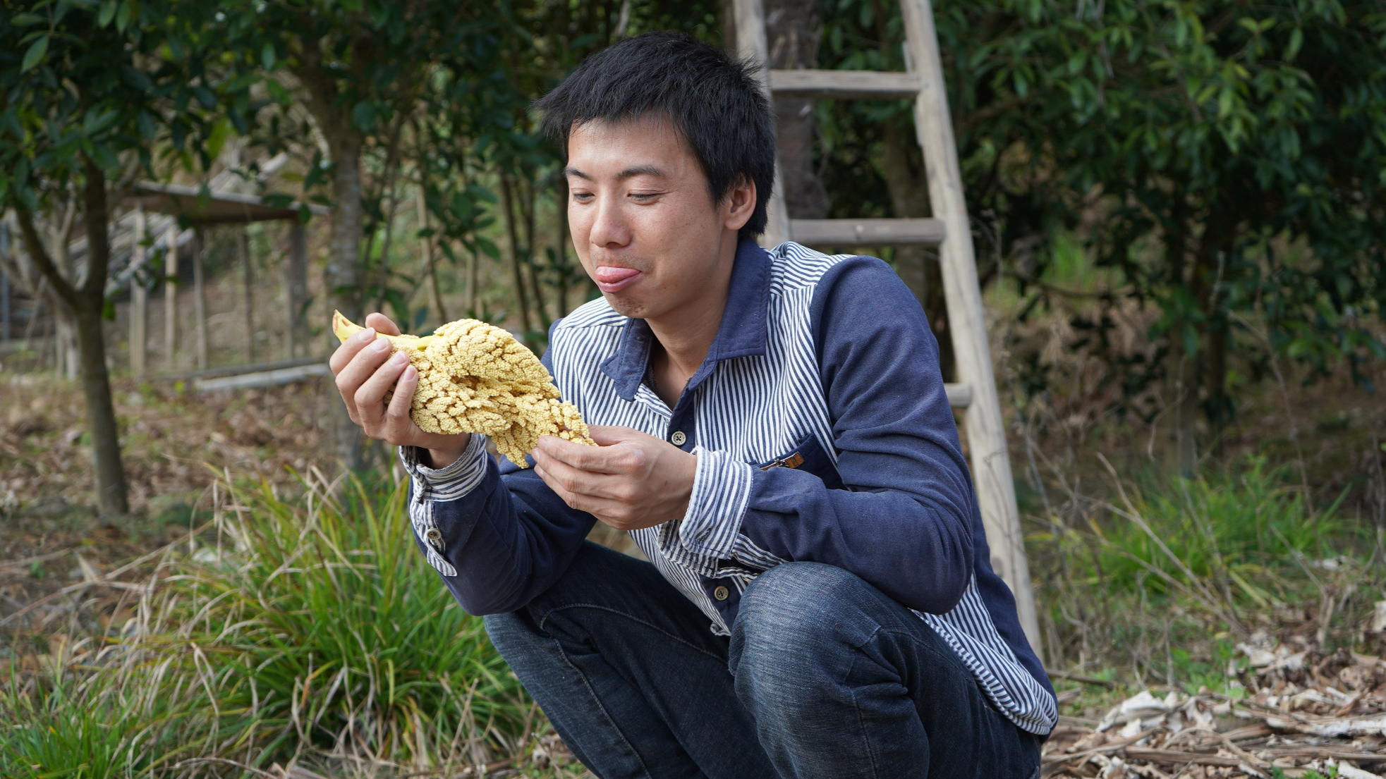 华农兄弟:捡个石头,把刀磨利,砍点兄弟家的棕花来吃